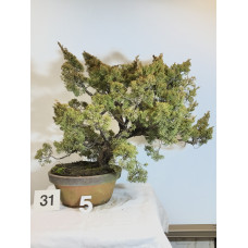 VENDUTO Juniperus itoigawa [ID31 PROG5]