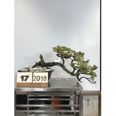SOLD Pinus Penthaphylla Kengai ( 17-2018)