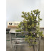 VENDUTO Pinus Penthaphylla Kengai ( 17-2018)