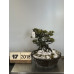 VENDUTO Pinus Penthaphylla Kengai ( 17-2018)