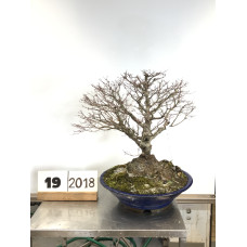 Acer palmatum (19-2018)