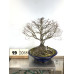 Acer palmatum (19-2018)