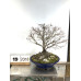 Acer palmatum (19-2018)