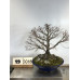 Acer palmatum (19-2018)