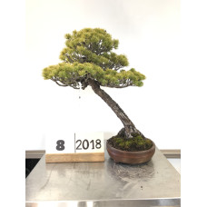 Pinus Phenthapylla  ( 8-2018)