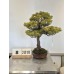 Pinus Phenthapylla  ( 8-2018)