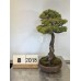 Pinus Phenthapylla  ( 8-2018)