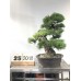 VENDUTO Pinus thunbergii  (25-2018)