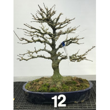 Acer buergerianum [ID12]