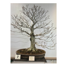 Fagus crenata (70 cm) [ID7B]