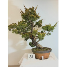 VENDUTO Juniperus itoigawa [ID31 PROG1]