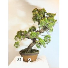 VENDUTO Juniperus itoigawa [ID31 PROG2]