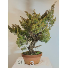 VENDUTO Juniperus itoigawa [ID31 PROG3]