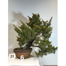 [SOLD] Juniperus itoigawa [ID31 PROG6]