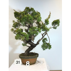 VENDUTO Juniperus itoigawa [ID31 PROG8]