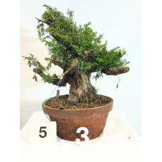 VENDUTO Juniperus itoigawa (nebari ⌀ 10 cm) [ID5 PROG3]