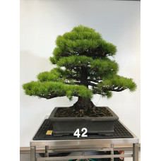 Pinus pentaphylla [ID42]