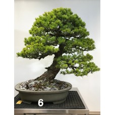 Pinus pentaphylla [ID6]