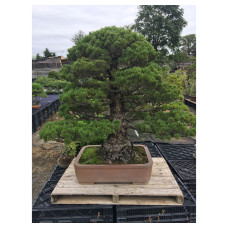 Pinus pentaphylla kokkonoe [ID35]