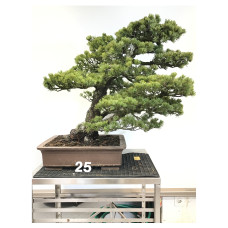 Pinus pentaphylla [ID25]