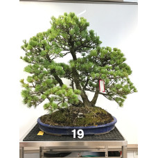 [VENDUTO] Pinus pentaphylla [ID19]
